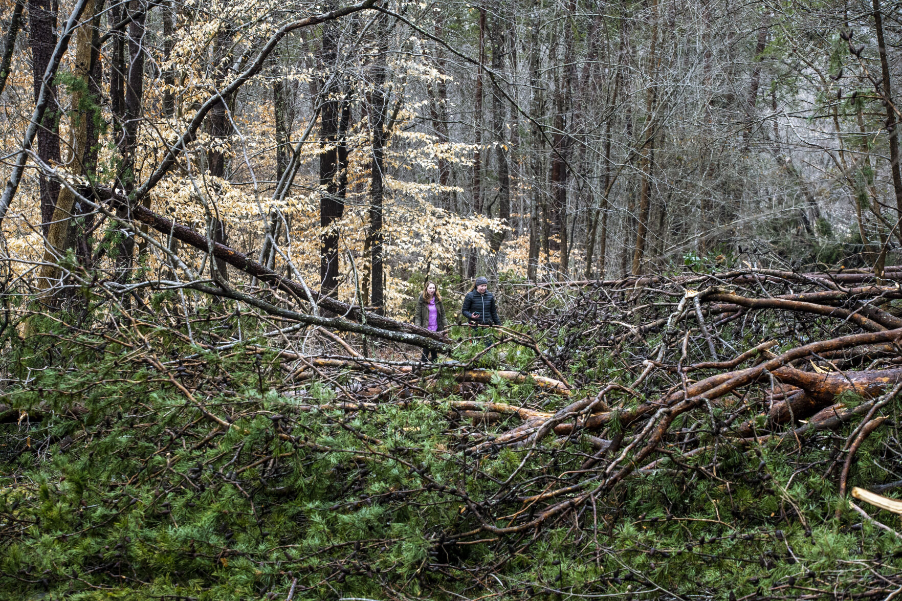 Battleground Trees